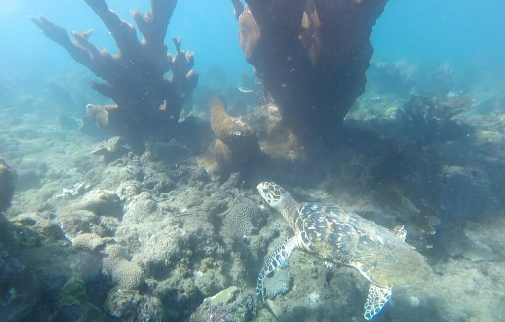 Guided Snorkeling Tour⼁Crashboat Watersports